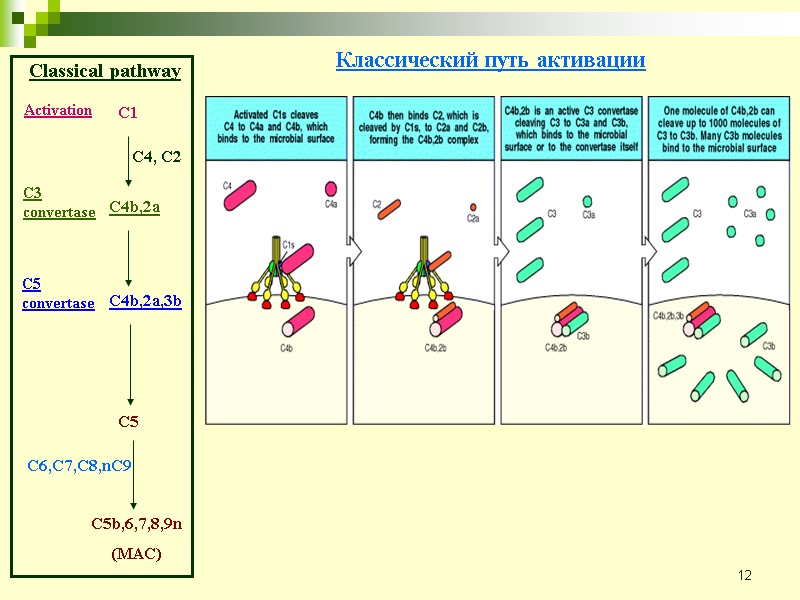 12 Classical pathway C1 C4, C2 Activation C3 convertase C4b,2a C4b,2a,3b C5 convertase C5